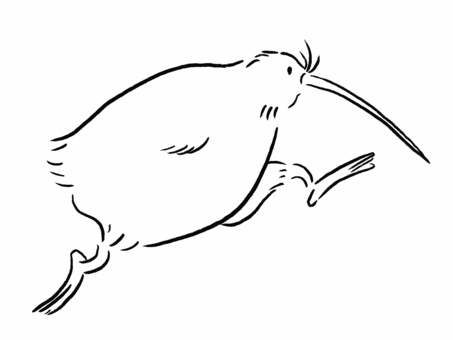 Kiwi Bird